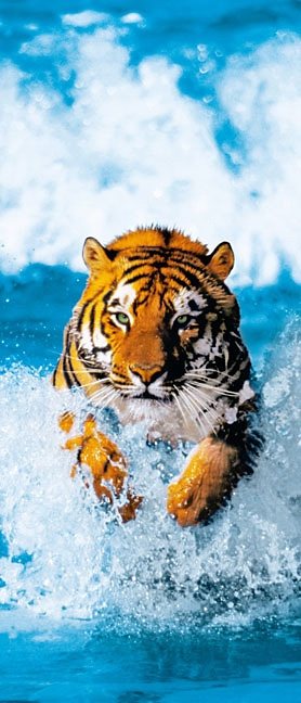 Home affaire Türposter »Bengal Tiger«, 86/200 cm