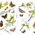 Komar - Window-Sticker CHEERFUL - 31 x 31cm - Fensterdeko, Fenstersticker, Fensterfolie, Schmetterlinge, Butterfly, Blume, Zweige - 16006 - 2