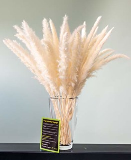 felani® Pampasgras getrocknet - 15 Stück in weiß I natürlich & besonders fluffig - echte Trockenblumen Wedel - Wohnzimmer Deko - Phragmites Communis - 1